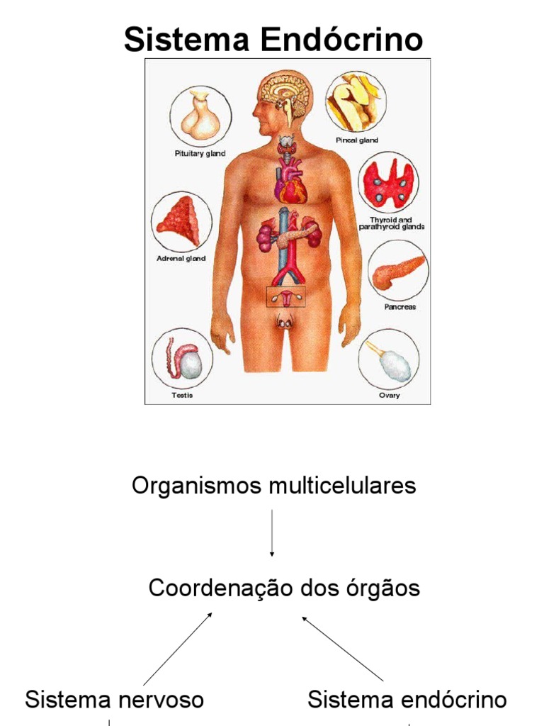 Estrutura e Função do Sistema Endócrino | PDF | Glândula pituitária |  Tireoide, image size:768x1024
