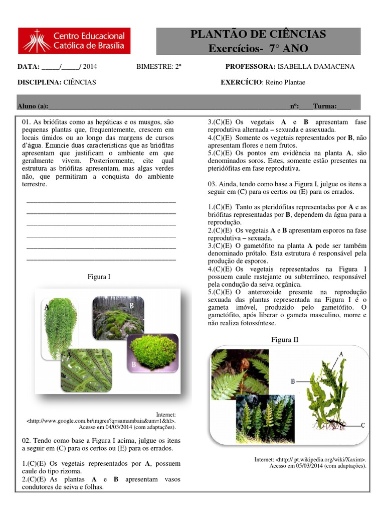 Exercícios de Ciências: Reino Plantae 7º Ano | PDF | Raiz | Plantas