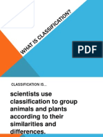 classification powerpoint-tpt