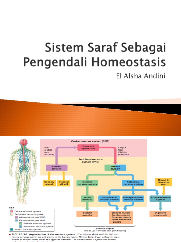 Sistem saraf sebagai pengendali homeostasis