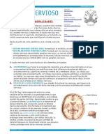 Apuntes Tejido Nervioso PDF