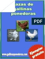 Razas Gallinas Ponedoras