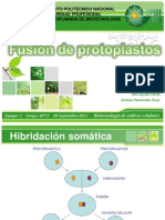 Fusión de Protoplastos