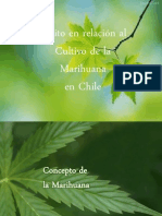 (121783800) 100473290-Marihuana