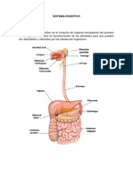 Sistema Digestivo