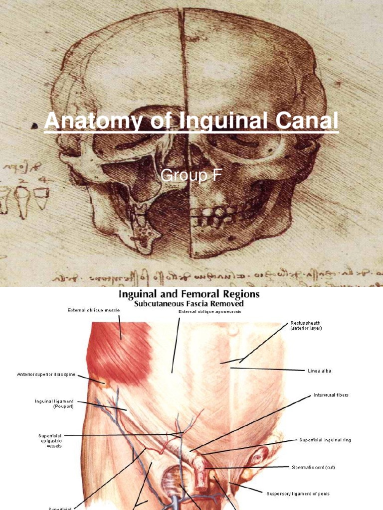 Inguinal Canal Anatomy and Hernias | PDF | Human Anatomy | Primate Anatomy