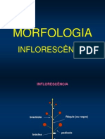 Morfologia Inflorescencia