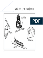 Nombres de Las Fases de Una Mariposa