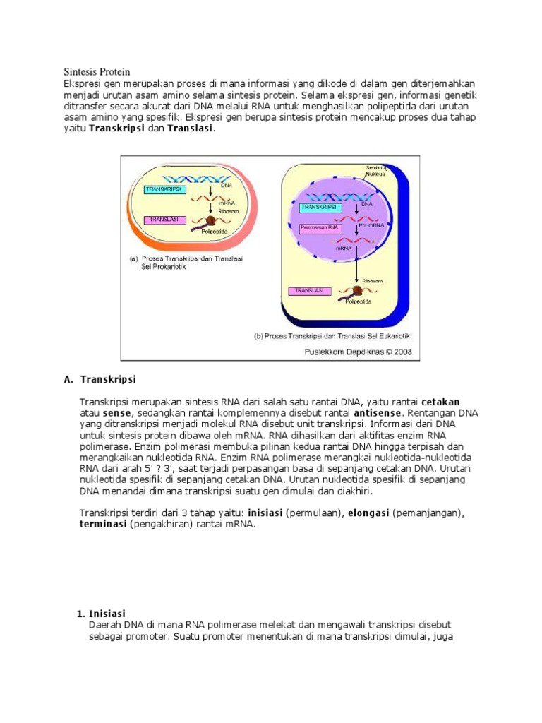 Sintesis Protein | PDF