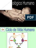 Ciclo Biologico Humano