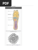 Goblet Cell