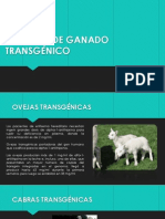 EJEMPLOS DE GANADO TRANSGÉNICO.pptx