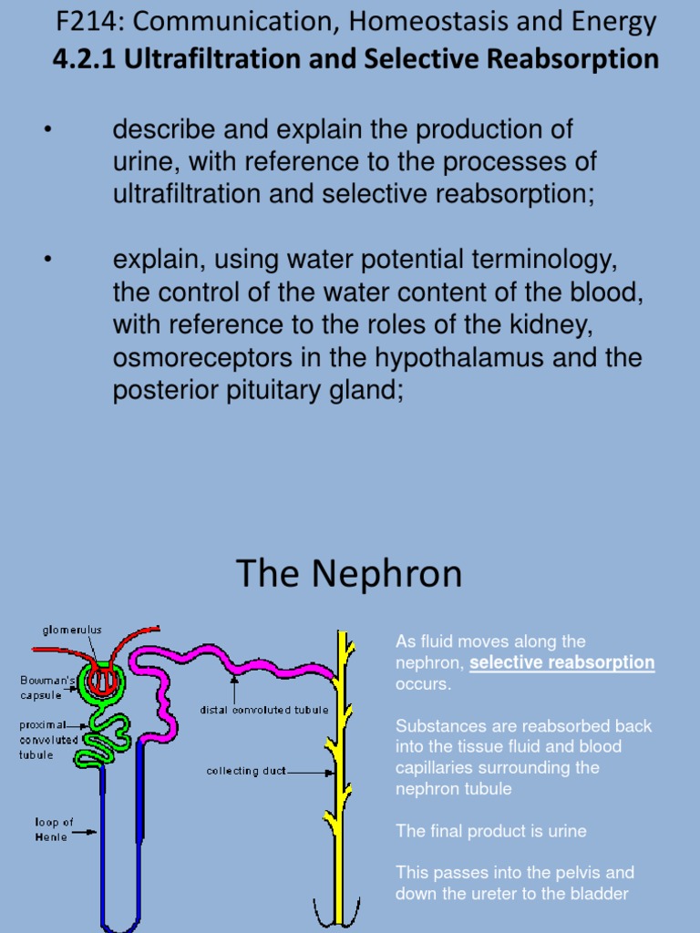 A2 Ultrafiltration and Selective Reabsorption Kidney Anatomy