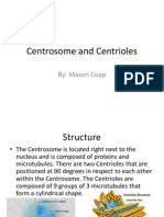 Centrosome and Centrioles