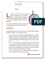 ciclocelularmitosis.pdf