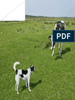 Vaca Perro PDF