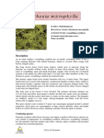 Gleichenia Microphylla Notesheet