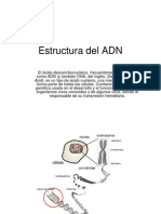 Estructura Del ADN