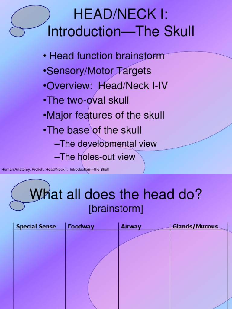Anatomy of the Skull: Overview and Features | PDF | Skull | Human Body