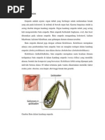 ANATOMI FISIOLOGI EMPEDU ANATOMI FISIOLOGI EMPEDU