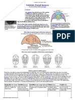 Trilobite Facial Suture Types PDF