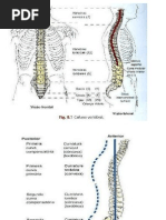 Coluna Vewrtebral.pptx