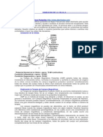 IONIZACION DE LA CELULA.docx