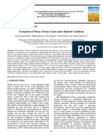 Evaluation of Wheat Advance Lines under Rainfed Conditions