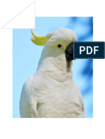 Cockatoo