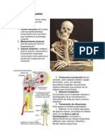 Esquema Funciones Esqueleto PDF