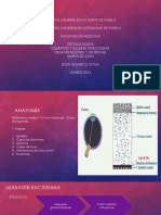 Cornea PDF