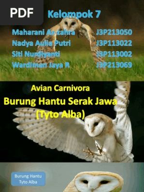 Burung Hantu Kelompok 7