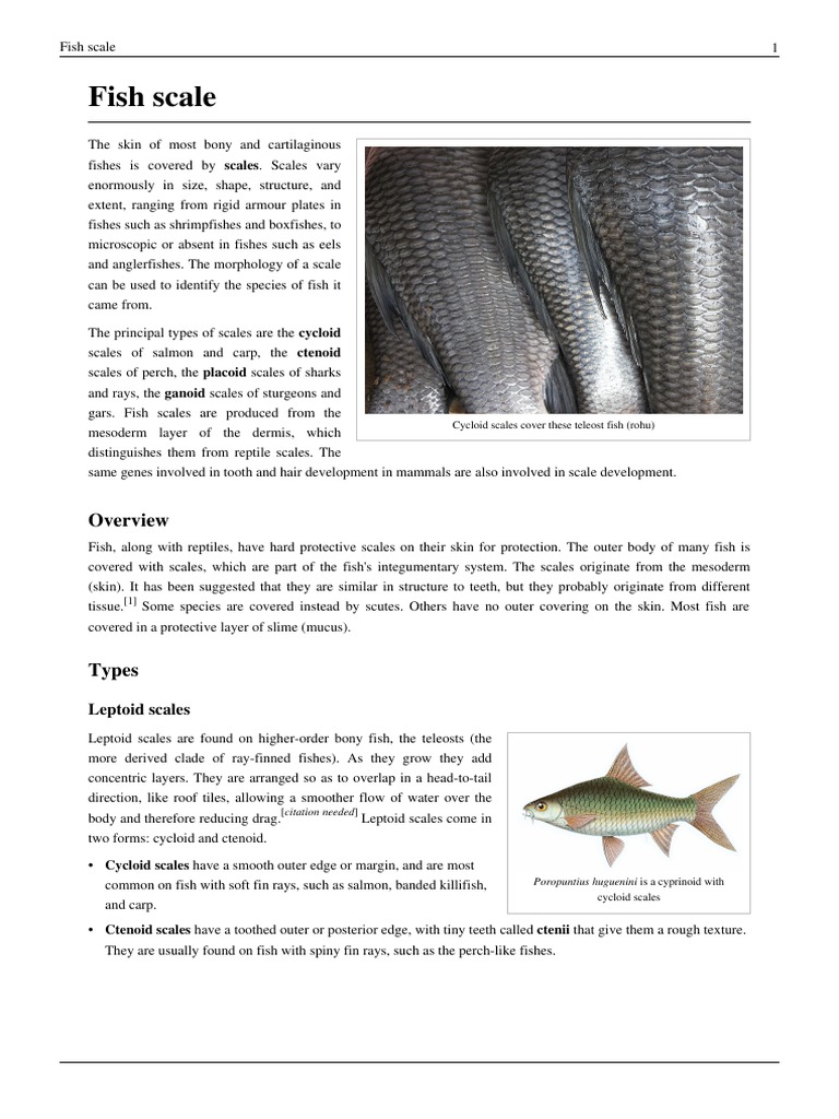 Fish Scale, PDF, Aquatic Vertebrates