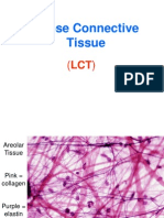 Loose Connective Tissue