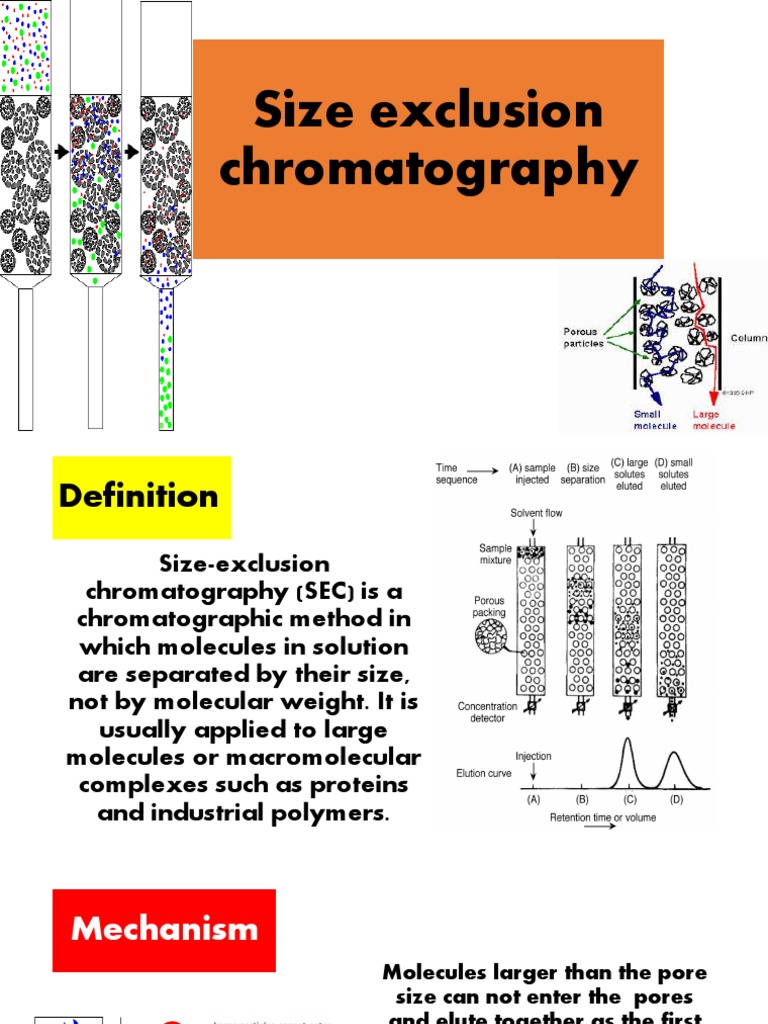 Size Exclusion Chromatography PDF Analytical Chemistry Biochemistry