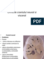 Orificiile Craniului Neural Si Visceral