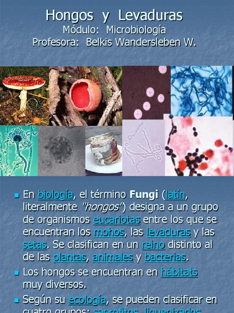 Hongos y Levaduras.ppt Hongo Microbiología