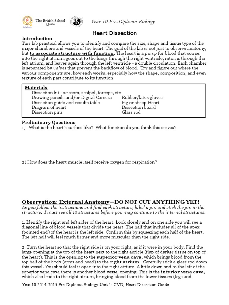 Heart Dissection, Lab Report Guide Download Free PDF Atrium (Heart