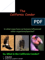 California Condor - DR SC CM Bs SM Ce