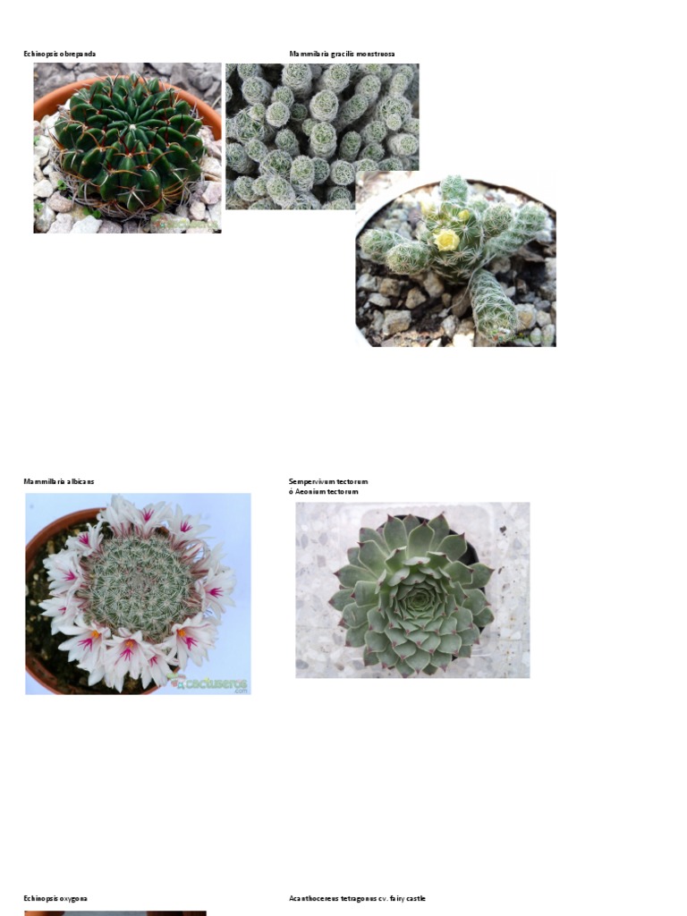 Cactus and Succulent Plant List | PDF | Science & Mathematics