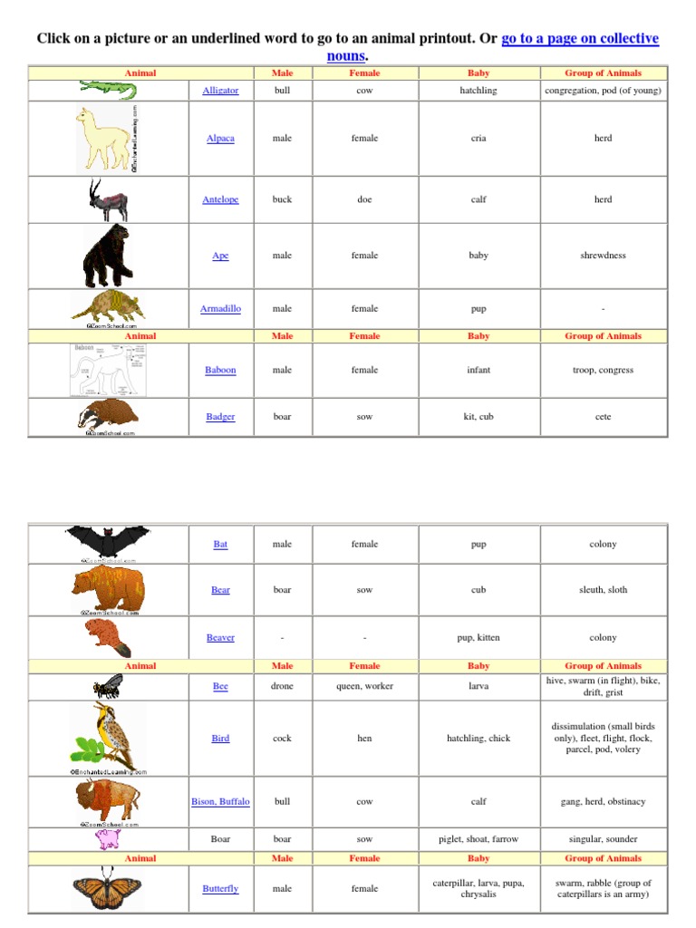 Animals And Their Young Ones Pdf Sheep Chicken