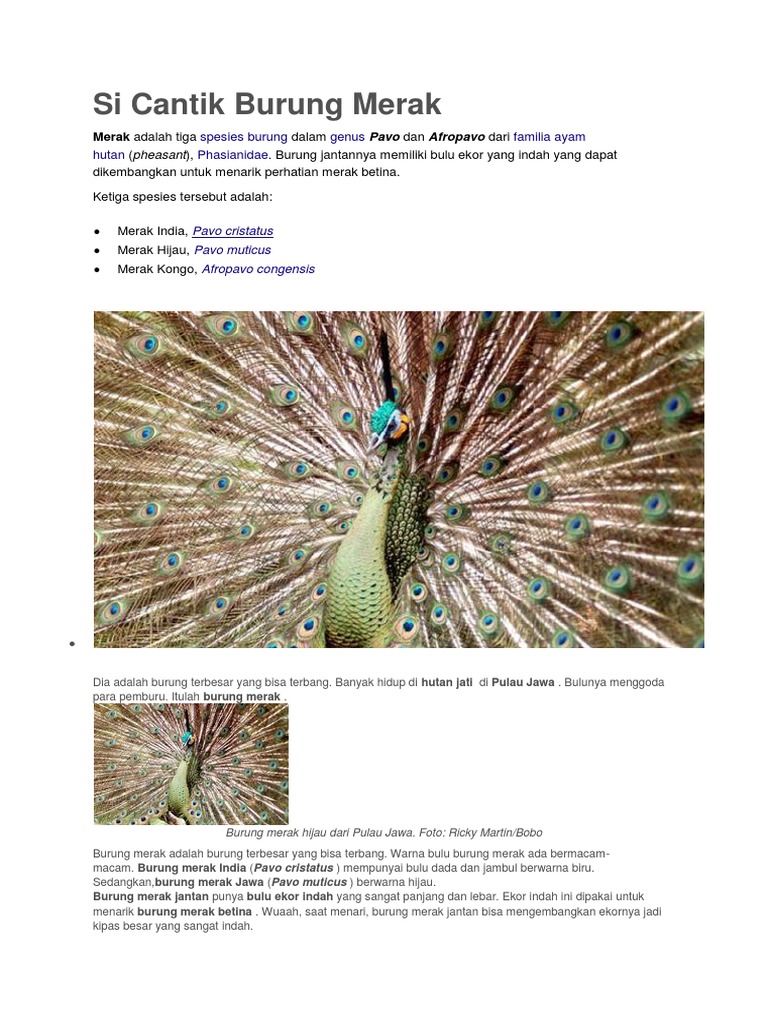 6000 Koleksi Gambar Burung Merak Terbesar Gratis Terbaru