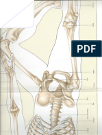 Esqueleto Ossos Inferior PDF
