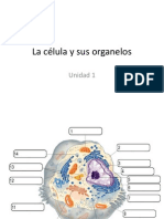 UNIDAD 1. La célula y sus organelos.pptx