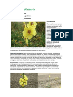 Verbascum blattaria.pdf