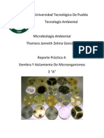 P. 4 SIEMBRA Y AISLAMIENTO DE MICROORGANISMOS (1).docx