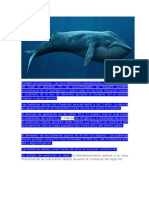 ballena azul.doc
