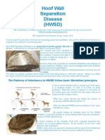 Information pamphlet on Hoof Wall Separation Disease.  Portrait page format