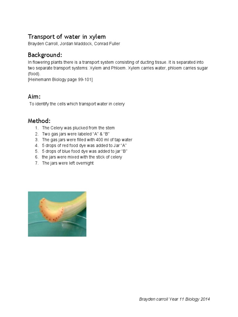 Xylem Water Transport in Celery | PDF | Home & Garden | Wellness