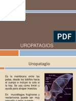 Uropatagium.pptx